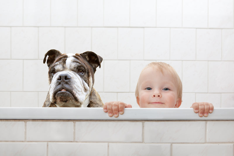 What are the Benefits of using Citronella for your Pet Soap?