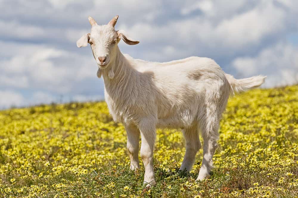 Is Goat Milk Soap Better For Your Skin?