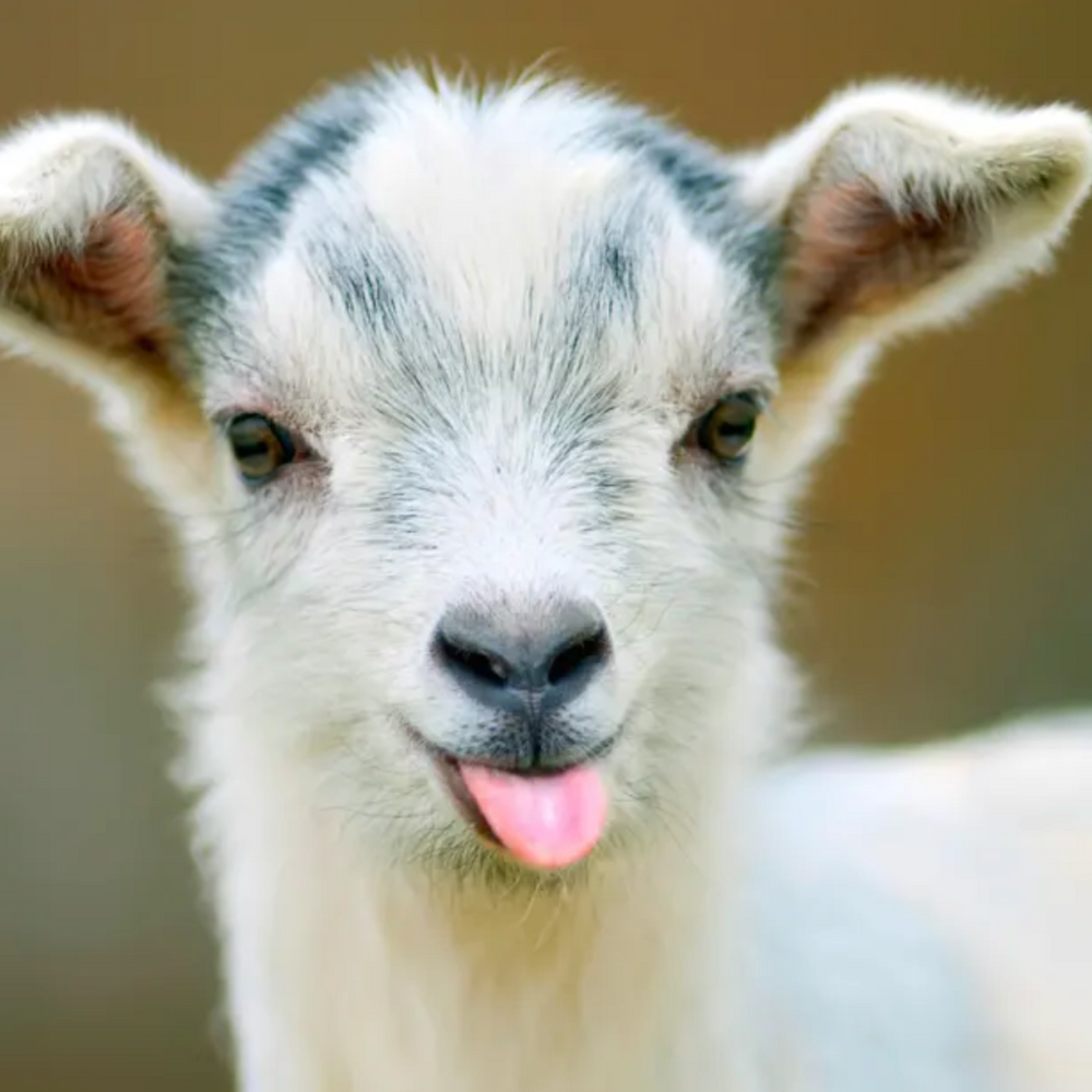 How to Use Goat milk on your Skin Manos Soap Co