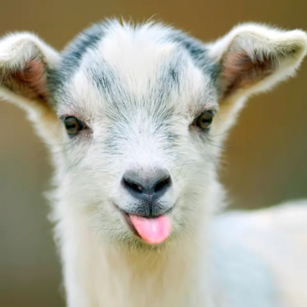 How to Use Goat milk on your Skin?