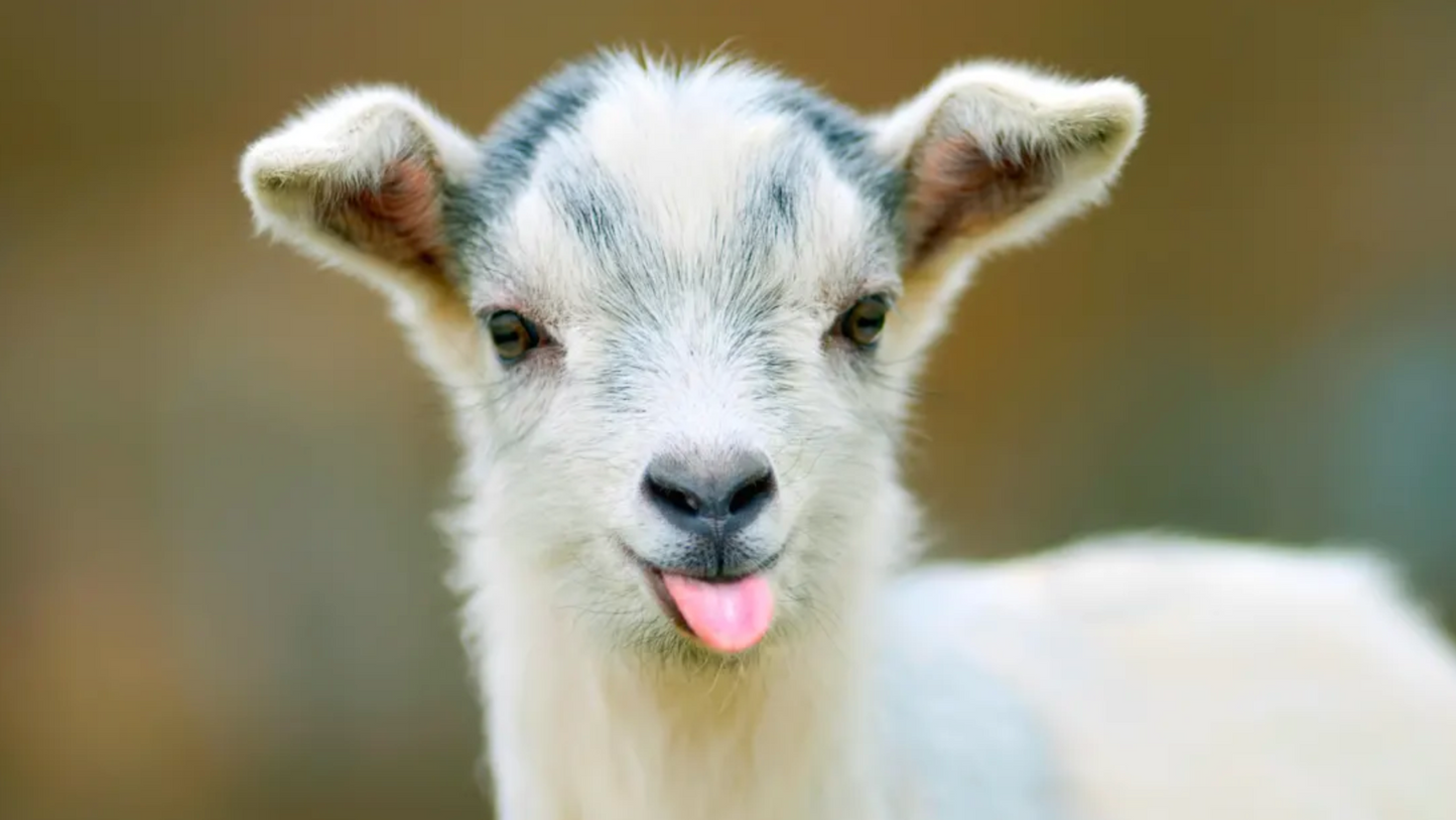 How to Use Goat milk on your Skin?